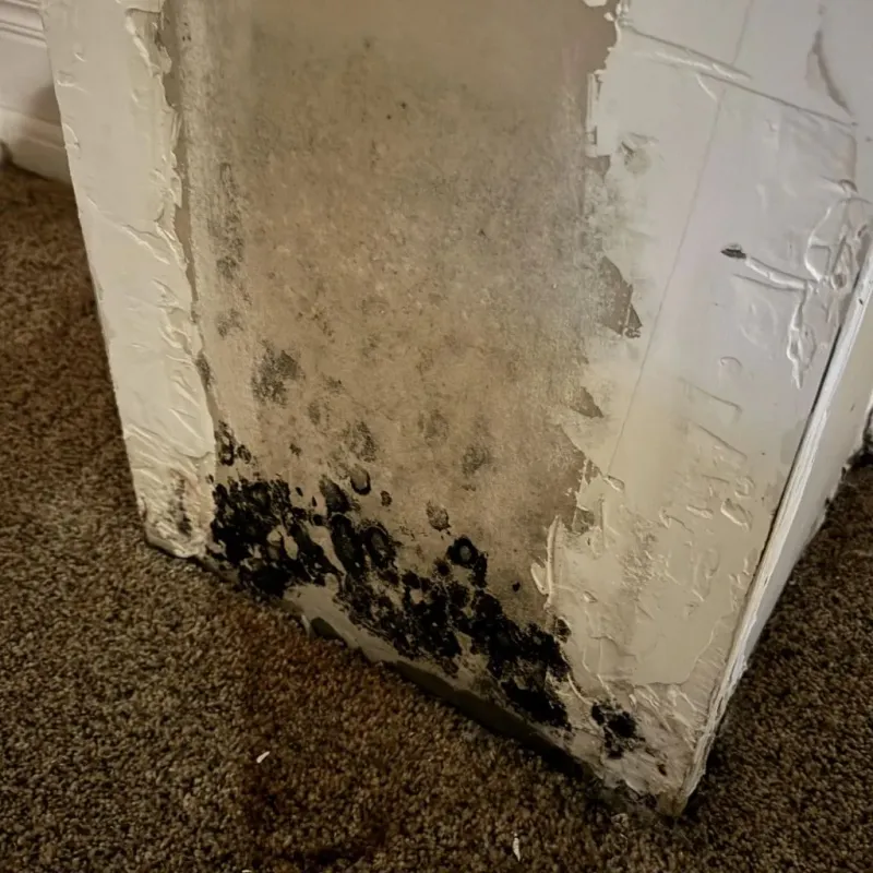 Professional Mold Removal in Wolfeboro, NH